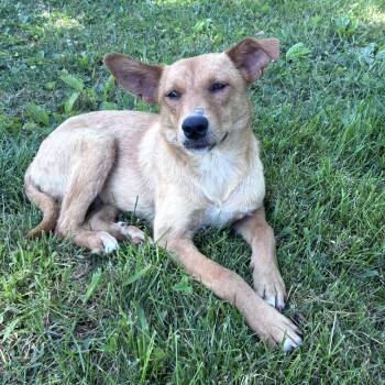 Benson -  Carolina Dog Dog for Adoption in Sequatchie, Tennessee - Benson | PetCurious