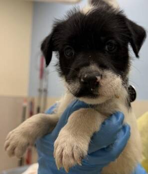 Mixed Breed Dogs Available for Adoption - Steven | PetCurious