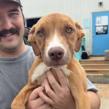 Temu -  Pit Bull Terrier and Labrador Retriever Dog for Adoption in Columbia, South Carolina - Temu | PetCurious