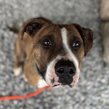 Riggs -  Boxer and Mixed Breed Dog for Adoption in Toronto, Ontario - Riggs | PetCurious