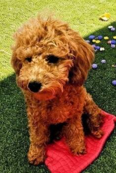 Cavalier King Charles Spaniel and Poodle Dogs Available for Adoption in Fort Myers, Florida - Tulla-4 Mo Old Puppy! | PetCurious