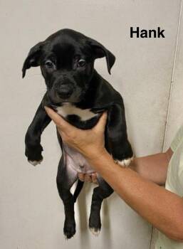 Hank -  Labrador Retriever Dog for Adoption in Manchester, Connecticut - Hank | PetCurious