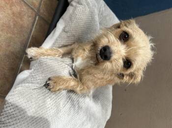 Renata -  Terrier Dog Available for Adoption in San Diego, California - Renata | PetCurious