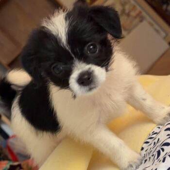Charlotte -  Jack Russell Terrier and Shih Tzu Dog for Adoption in Brockport, New York - Charlotte | PetCurious