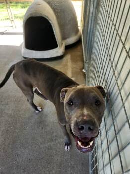 Blue -  Staffordshire Bull Terrier and Mixed Breed Dog for Adoption in Fayetteville, Tennessee - Blue | PetCurious