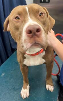 Rescue American Bulldog and Mixed Breed Dogs for Adoption in Mobile, Alabama - BIG BOY | PetCurious