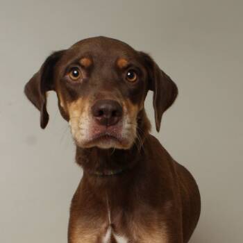 Rescue Chesapeake Bay Retriever and Mixed Breed Dogs for Adoption in Minnetonka, Minnesota - Jordy D66792 | PetCurious