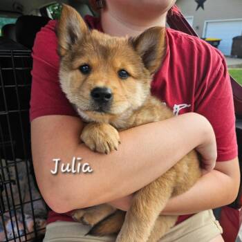 Julia -  Australian Cattle Dog Blue Heeler and Chow Chow Dog for Adoption in Tomah, Wisconsin - Julia | PetCurious