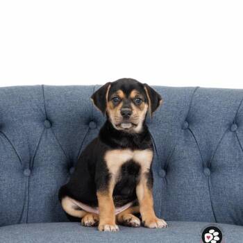 Mixed Breed Dogs Available for Adoption - Trixie | PetCurious