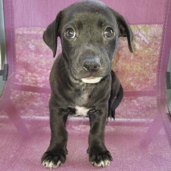 Frankie -  Labrador Retriever and Mixed Breed Dog for Adoption in Hattiesburg, Mississippi - Frankie | PetCurious