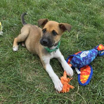 Miguel -  Mixed Breed Dog for Adoption in Buffalo, Minnesota - Miguel | PetCurious