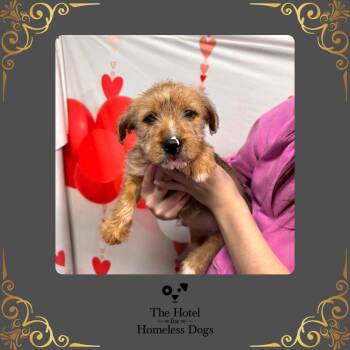 Yorkshire Terrier and American Staffordshire Terrier Dogs Available for Adoption - Sebastian | PetCurious