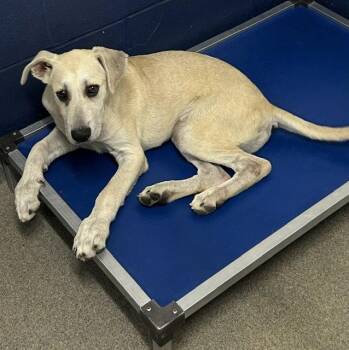 Gavin 4 months AVAILABLE 6/17 -  Great Pyrenees Dog for Adoption in Sterling, Massachusetts - Gavin 4 Months AVAILABLE 6/17 | PetCurious