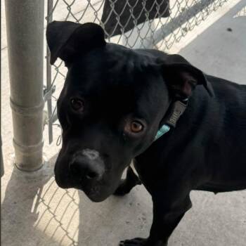 Amy -  Mixed Breed Dog for Adoption in Dearborn, Michigan - Amy | PetCurious