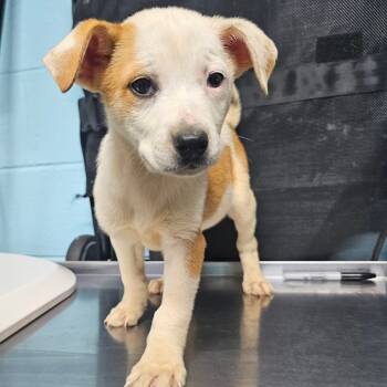 Rescue Shepherd and Husky Dogs for Adoption in Jefferson City, Tennessee - Rue | PetCurious