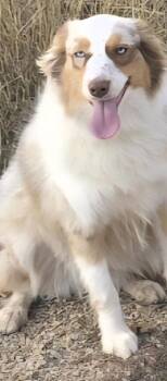 Australian Shepherd Dogs Available for Adoption - Suki | PetCurious