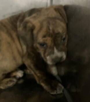 PONTIAC -  Mixed Breed Dog for Adoption in Dallas, Texas - PONTIAC | PetCurious