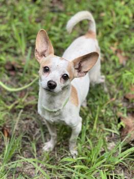 Rescue Chihuahua Dogs for Adoption in Hughesville, Maryland - Churro | PetCurious
