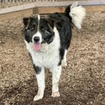 Po -  Great Pyrenees and Mixed Breed Dog for Adoption in Bellingham, Washington - Po | PetCurious