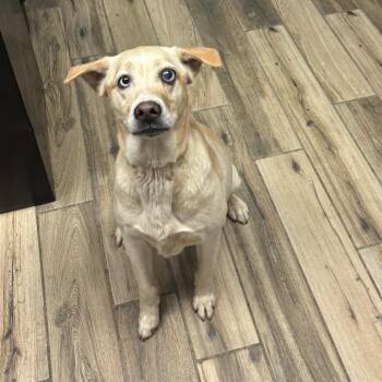 Labrador Retriever and Rhodesian Ridgeback Dogs Available for Adoption - Nova | PetCurious