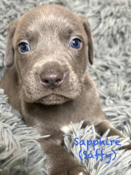 Labrador Retriever and Mixed Breed Dogs Available for Adoption in St. Augustine, Florida - Sapphire | PetCurious