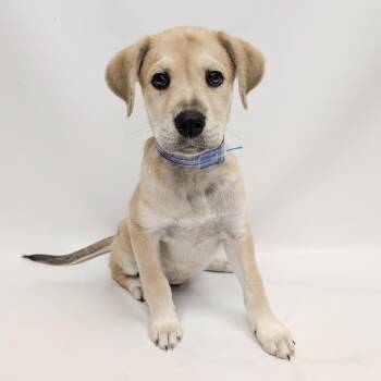 834 (2026) Fizz -  Labrador Retriever and Mixed Breed Dog for Adoption in Parker, Colorado - 834 (2026) Fizz | PetCurious