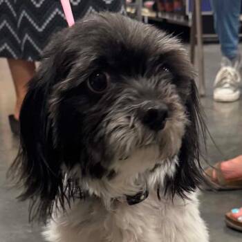 Daisy Diana OS NV -  Shih Tzu Dog for Adoption in Las Vegas, Nevada - Daisy Diana OS NV | PetCurious