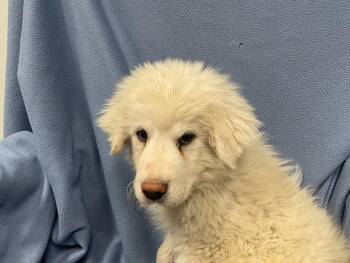Great Pyrenees Dogs Available for Adoption in Decorah, Iowa - Ralph | PetCurious