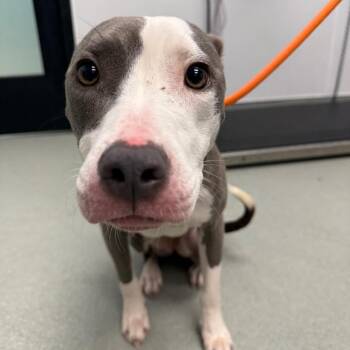 Nakita -  Pit Bull Terrier Dog for Adoption in Abilene, Texas - Nakita | PetCurious