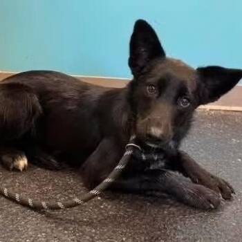 Rose -  Mixed Breed Dog for Adoption - Rose | PetCurious