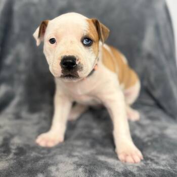 Pit Bull Terrier and Mixed Breed Dogs Available for Adoption in St. Peters, Missouri - Baby Ruth | PetCurious