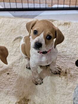 Treeing Walker Coonhound and Beagle Dogs Available for Adoption - Eve | PetCurious