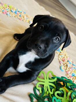 Terrier and Hound Dogs Available for Adoption - Murphy The Mixed Breed Puppy | PetCurious