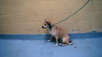 Parson Russell Terrier and Mixed Breed Dogs Available for Adoption in Tulsa, Oklahoma - PEANUT | PetCurious