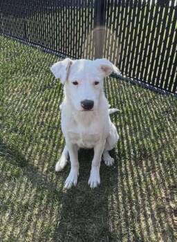 Rescue Mixed Breed Dogs for Adoption in Dekalb, Illinois - Angel