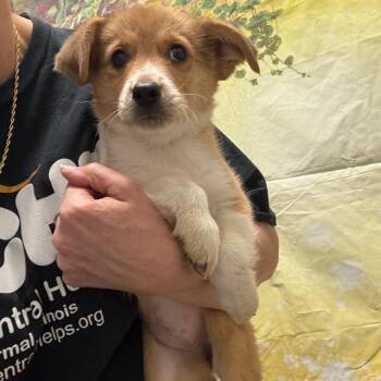 German Shepherd Dog Dogs Available for Adoption in Normal, Illinois - Zoey | PetCurious