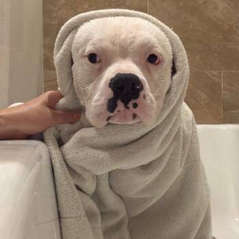 American Bulldog Dogs Available for Adoption in Riverside, California - Pete  | PetCurious