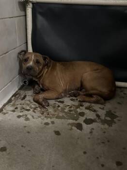 A377197 -  Pit Bull Terrier Dog for Adoption in Stockton, California - A377197 | PetCurious