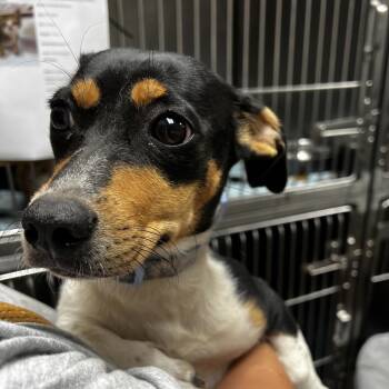 Patience -  Dachshund and Rat Terrier Dog for Adoption - Patience | PetCurious