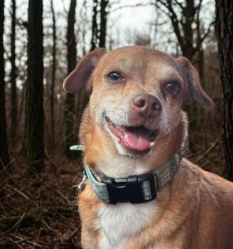 Rescue Dachshund Dogs for Adoption in Thibodaux, Louisiana - Christopher Robin | PetCurious