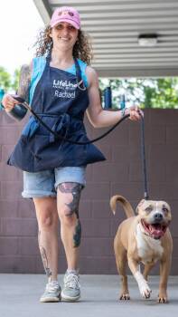 Amaya -  Mixed Breed Dog for Adoption in Chamblee, Georgia - Amaya | PetCurious