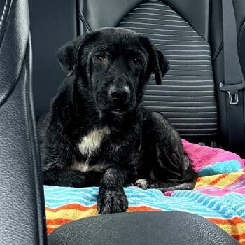 Beatrice -  Black Labrador Retriever and Mixed Breed Dog for Adoption in Helena, Alabama - Beatrice | PetCurious