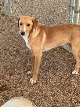 Rescue Labrador Retriever Dogs for Adoption in Lake City, Arkansas - Dewey | PetCurious