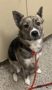Element -  Mixed Breed Dog for Adoption in Vancouver, Washington - Element | PetCurious