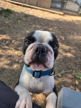 Rover -  Boston Terrier Dog for Adoption in Severance, Colorado - Rover | PetCurious