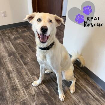 Rescue Husky and Mixed Breed Dogs for Adoption in Kenai, Alaska - Benny Boy | PetCurious