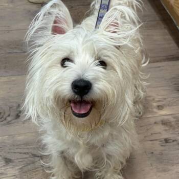 Boss -  West Highland White Terrier Westie and Mixed Breed Dog for Adoption in Durango, Colorado - Boss | PetCurious