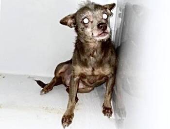 A658679 -  Chihuahua Dog for Adoption in Houston, Texas - A658679 | PetCurious