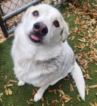 Border Collie Dogs Available for Adoption - Amy | PetCurious