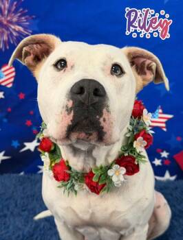 Mixed Breed Dogs Available for Adoption in Flint, Michigan - Riley | PetCurious